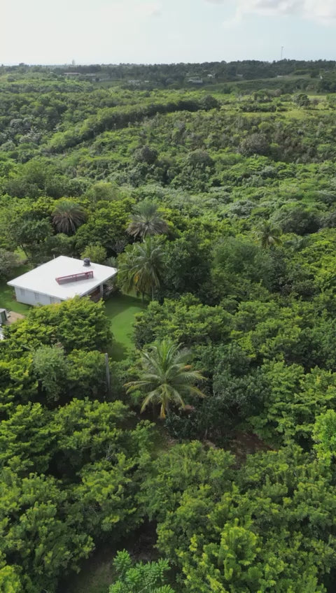VENDO FINCA EN YAGUATE

Sector Cristóbal